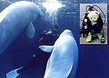 Diana with beluga whales