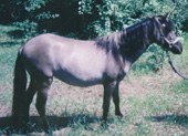 yearling
